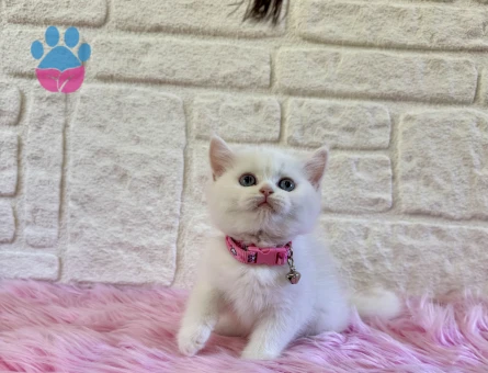 British Shorthair 2 Aylık Prenses Yuva Arıyor