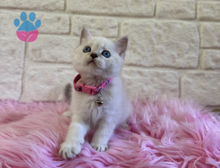 British Shorthair Point 2 Aylık Dişi Kedimiz