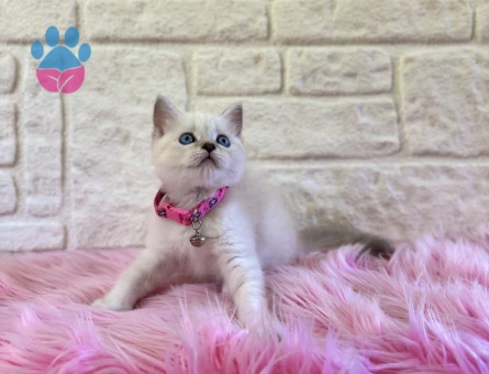 British Shorthair Point 2 Aylık Dişi Kedimiz