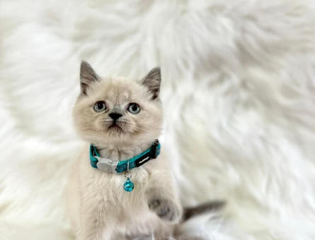 British Shorthair Bluepoint Erkek 2 Aylık