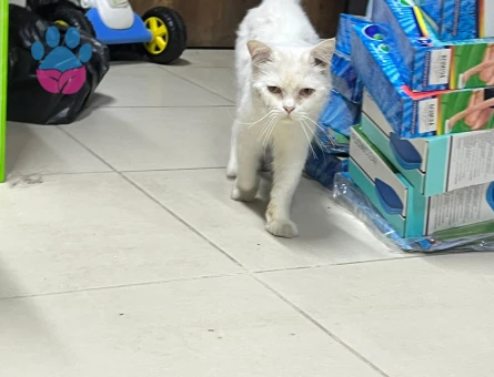 Sokakta bulduğumuz British Kediyi Sahiplendirmek İstiyoruz