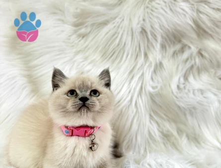 British Shorthair Dişi 2 Aylık Point