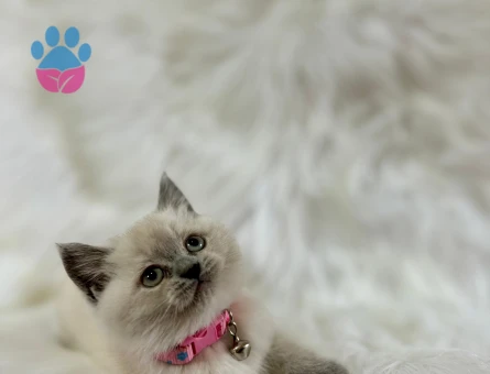 2 Aylık British Shorthair Topaç Kafa Oyuncu Dişi