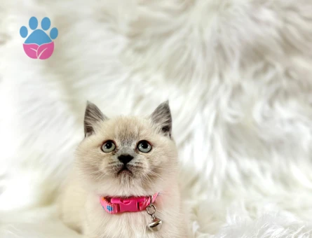 2 Aylık British Shorthair Topaç Kafa Oyuncu Dişi