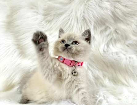 2 Aylık British Shorthair Topaç Kafa Oyuncu Dişi