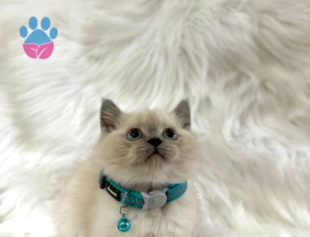 British Shorthair Erkek Bluepoint Yavrularımız