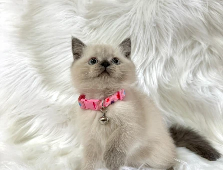 British Shorthair Dişi 2 Aylık