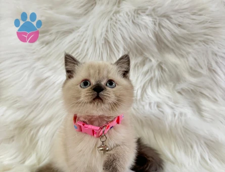 British Shorthair Dişi 2 Aylık