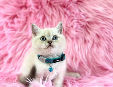 British Shorthair 2 Aylık Erkek