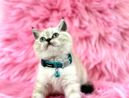 British Shorthair Lynx Point 2 Aylık Erkek