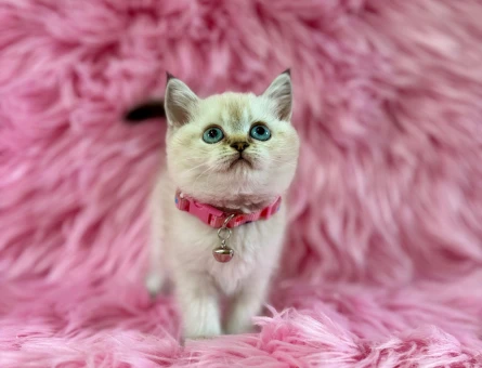 British Shorthair Dişi 2 Aylık