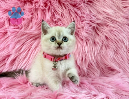 British Shorthair Dişi 2 Aylık