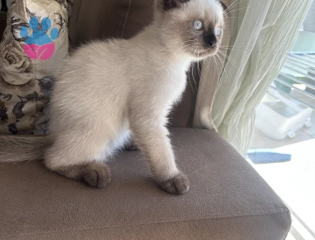 Scotish fold blue point