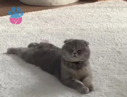 Scotısh foold dişi yavrumuz