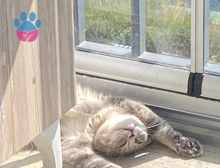 Scotısh foold dişi yavrumuz