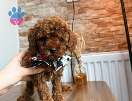 Safkan Toy poodle oğullarımız