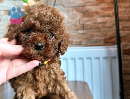 Safkan Toy poodle oğullarımız