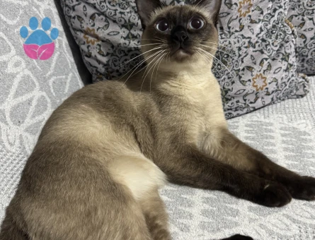 Siyam kedimize eş arıyoruz