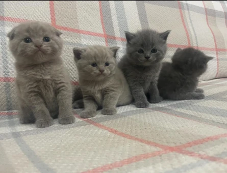 50 GÜNLÜK SAFKAN A KALİTE BRİTİSH SHORTHAİR YAVRULAR