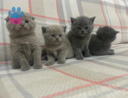 50 GÜNLÜK SAFKAN A KALİTE BRİTİSH SHORTHAİR YAVRULAR