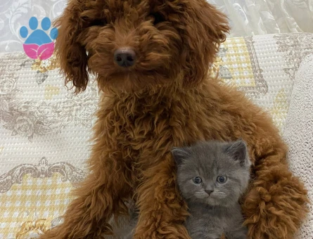 50 GÜNLÜK SAFKAN A KALİTE BRİTİSH SHORTHAİR YAVRULAR