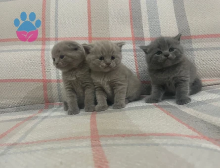 50 GÜNLÜK SAFKAN A KALİTE BRİTİSH SHORTHAİR YAVRULAR