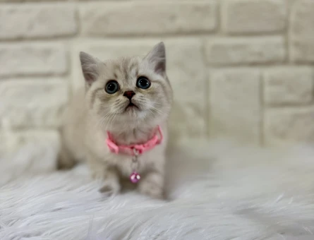 British Shorthair Lynx Point Dişi 2 Aylık