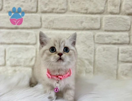 British Shorthair Lynx Point Dişi 2 Aylık
