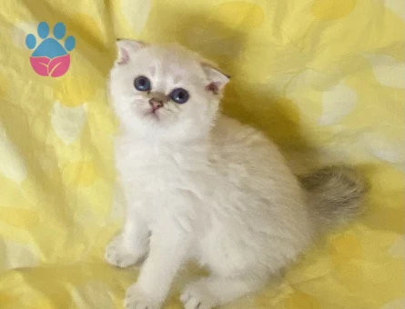 Safkan Orjinal fold Silver Point NS1133 maviş göz bebekler