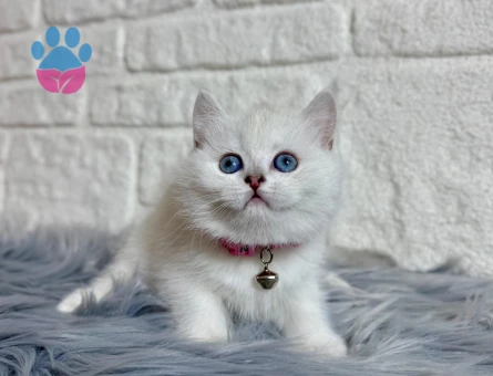 British Shorthair Güzellik 2 Aylık