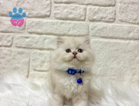 British Longhair Kucak Hastası 2 Aylık Erkek