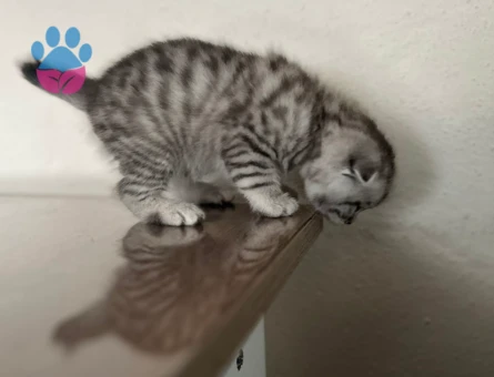 Scottish Fold 2 Aylık