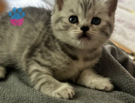 Scottish Fold 2 Aylık