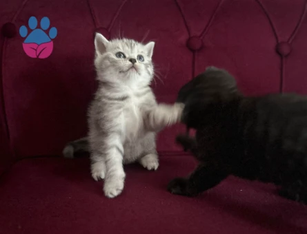 Scottish Fold 2 Aylık