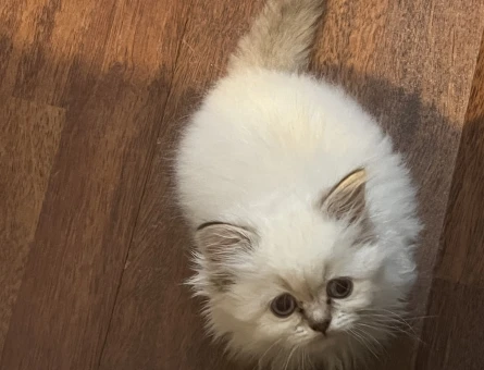 British longhair blue eyes 2 AYlık