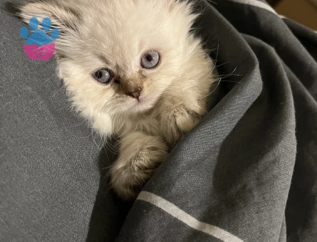 British longhair blue eyes 2 AYlık