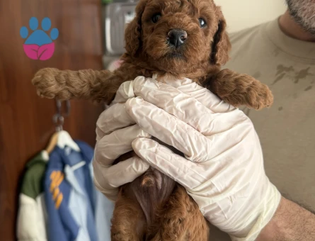 Red Brown Toy Poodle 2 Aylık