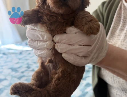 Red Brown Toy Poodle 2 Aylık