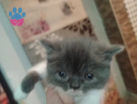 Exotic Shorthair 2 Aylık Dişi