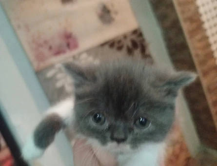 Exotic Shorthair 2 Aylık Dişi