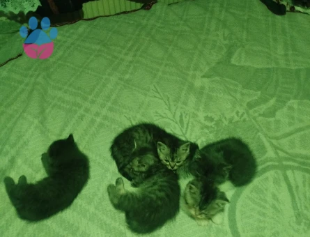 Exotic Shorthair 2 Aylık Dişi
