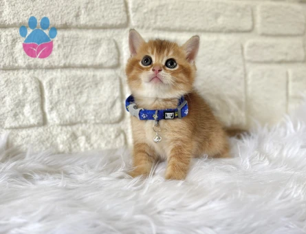 Safkan British Shorthair Golden 2 Aylık