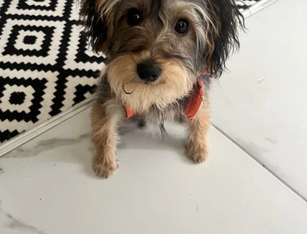 Morkie 4 aylık yavru köpek