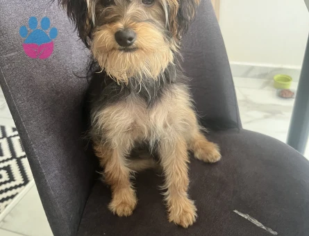 Morkie 4 aylık yavru köpek