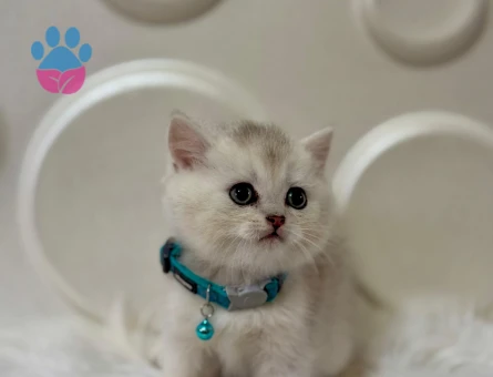 British Shorthair Muhteşem Renk Silver Erkek 2 Aylık