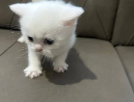 🐾 ÜCRETSİZ YAVRU KEDİ SAHİPLENDİRME İLANI 🐾