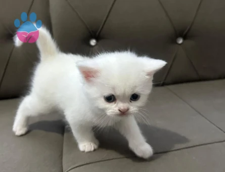 🐾 ÜCRETSİZ YAVRU KEDİ SAHİPLENDİRME İLANI 🐾