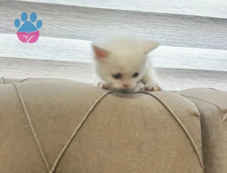 🐾 ÜCRETSİZ YAVRU KEDİ SAHİPLENDİRME İLANI 🐾