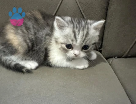 🐾 ÜCRETSİZ YAVRU KEDİ SAHİPLENDİRME İLANI 🐾