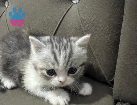 🐾 ÜCRETSİZ YAVRU KEDİ SAHİPLENDİRME İLANI 🐾